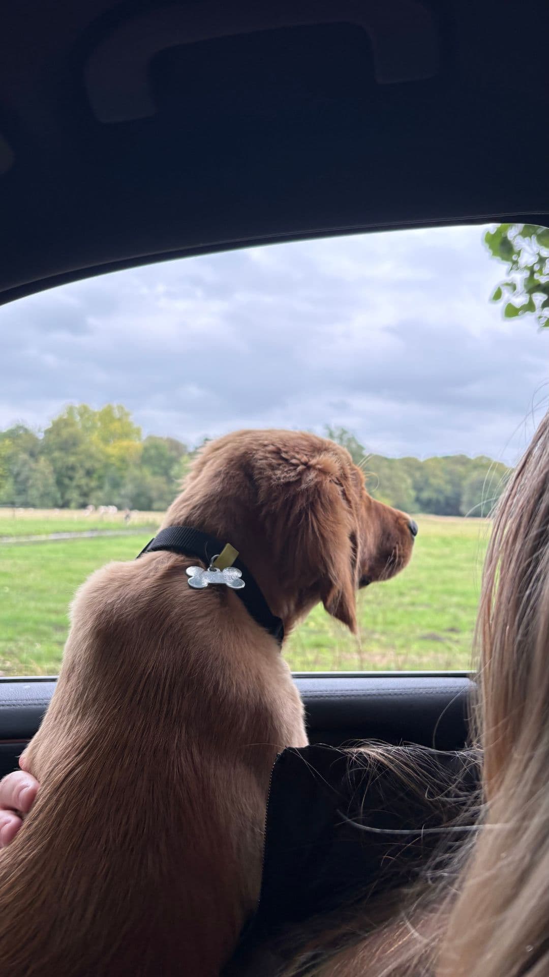 Golden retriever tijdens een uitje met LuckyPaw in Wassenaar