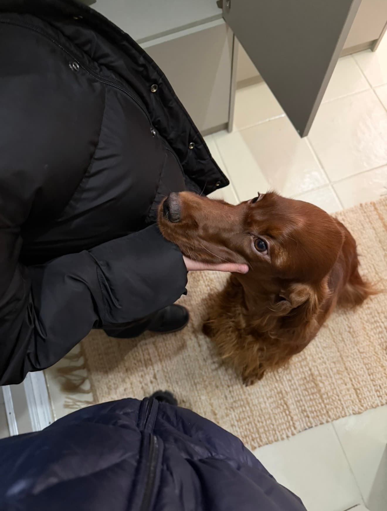 Ierse setter logeert thuis bij LuckyPaw in Wassenaar