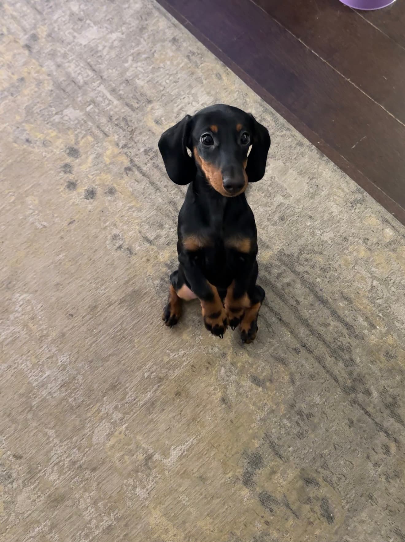 Teckelpup logeert bij LuckyPaw in Wassenaar